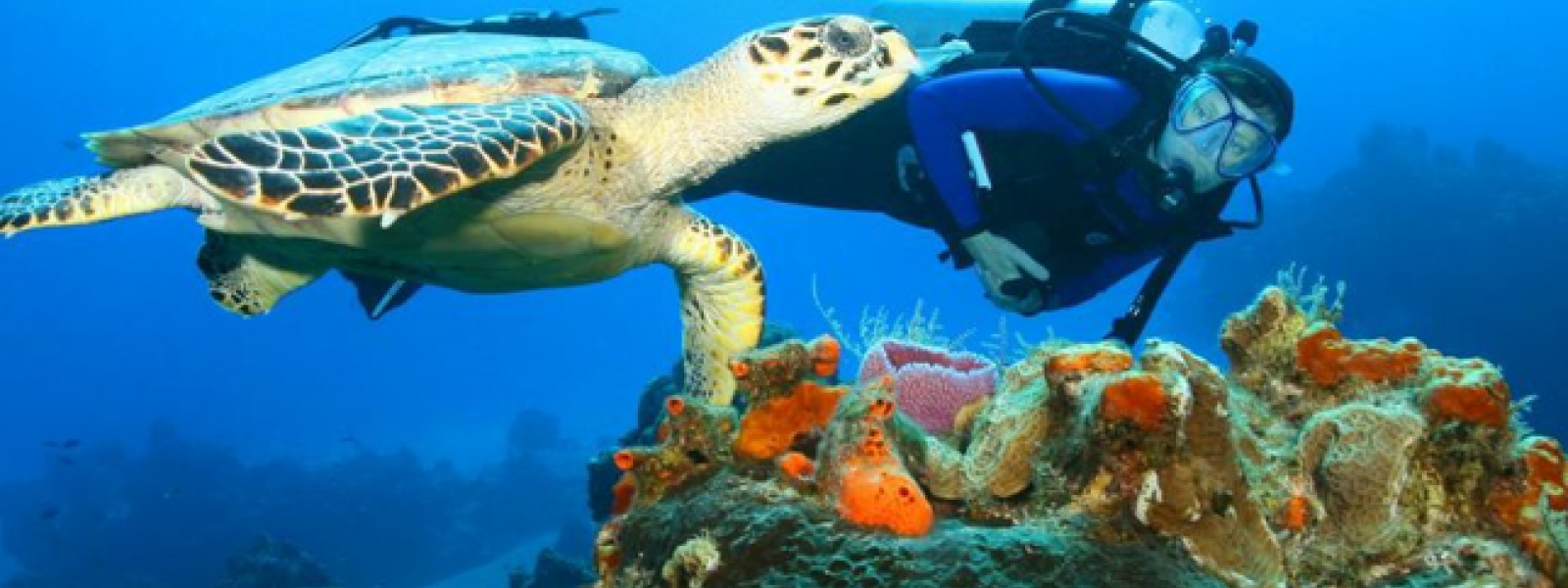 DIVING FROM MARSA ALAM Egypt Plus