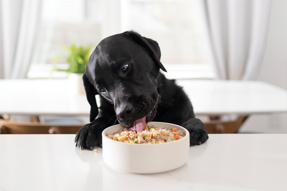 What To Expect When You Feed Your Dog Fresh Food!! EgyPuppy Pet Shop