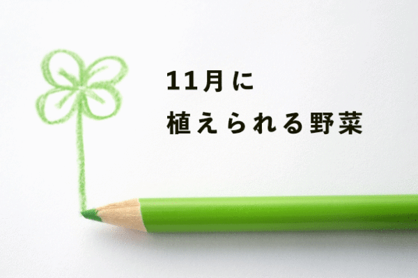 11月に植えることができる野菜一覧 栽培難易度付き 家庭菜園1年目の教科書 11月に植えることができる野菜一覧 栽培難易度付き 家庭菜園1年目の教科書