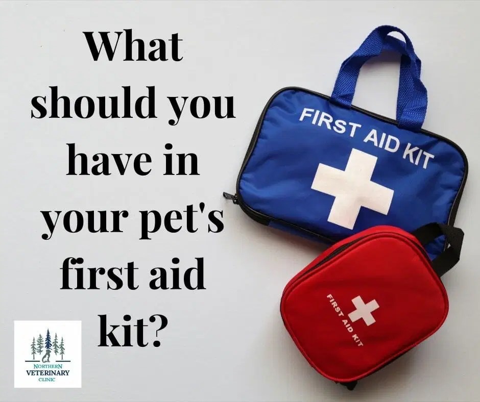 First Aid Items Northern Veterinary Clinic