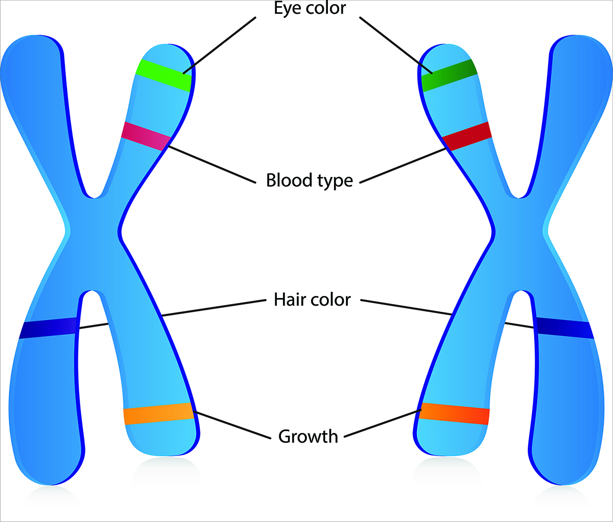 About Huntington’s Disease European Huntington's Disease Network