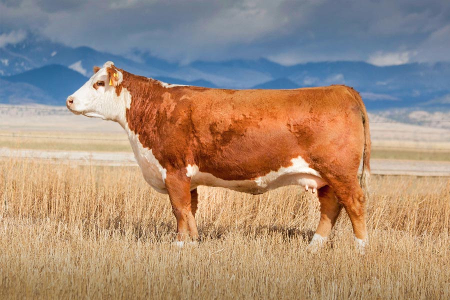 Hereford Heifers Hereford Heifer Ehlke Herefords, Townsend Montana