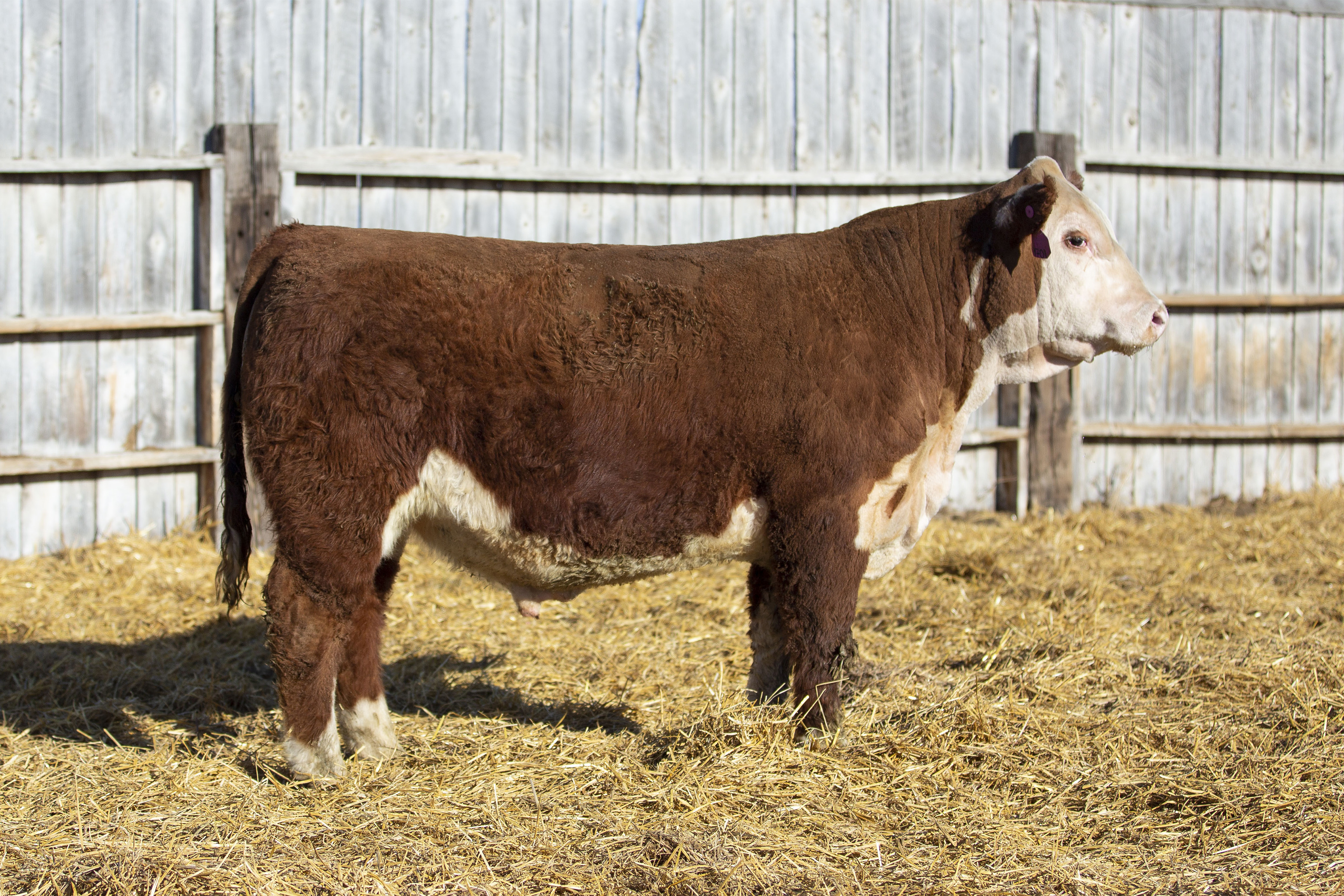 Hereford Bulls For Sale Hereford Bull Sale Ehlke Herefords