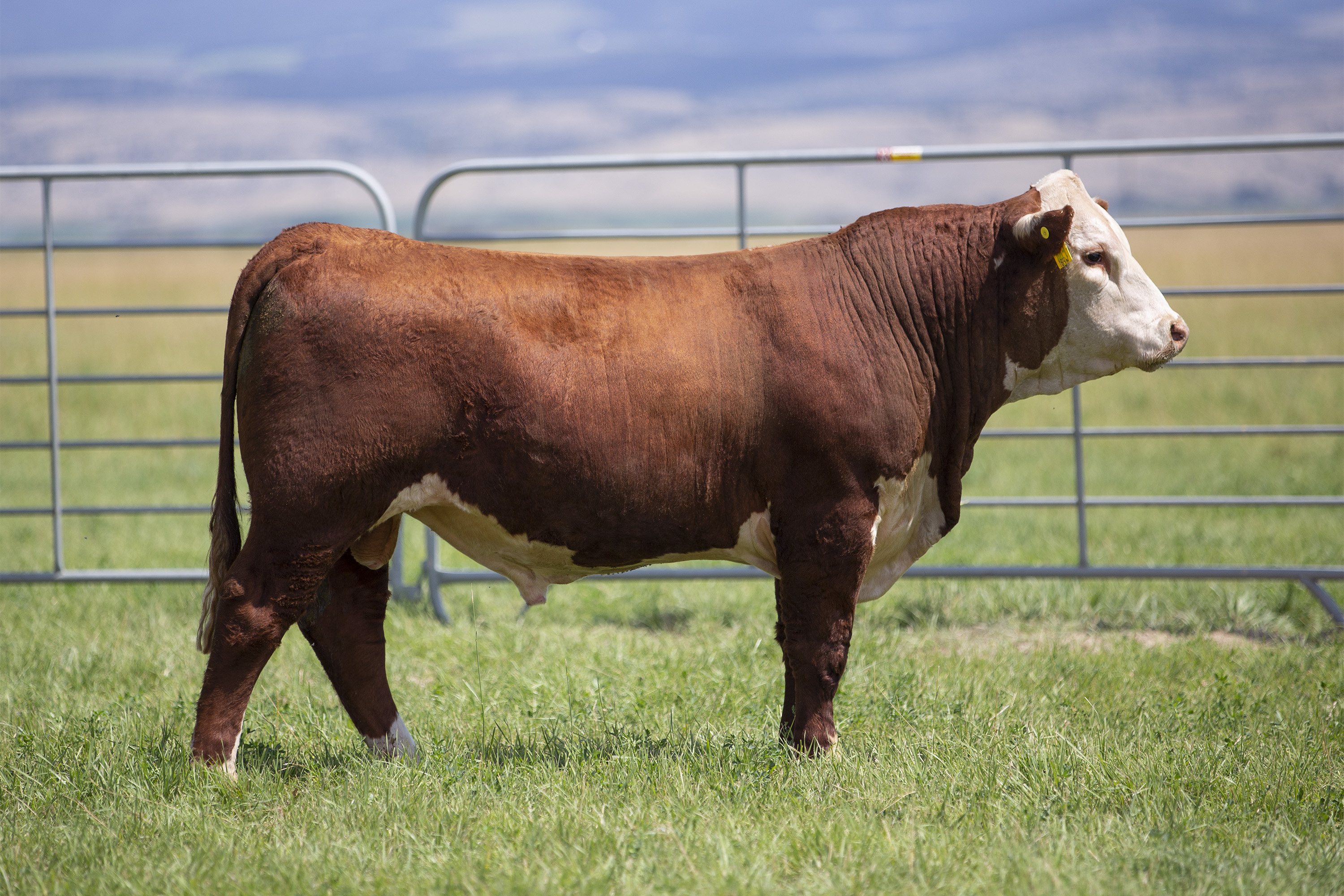 Hereford Bulls For Sale Hereford Bull Sale Ehlke Herefords