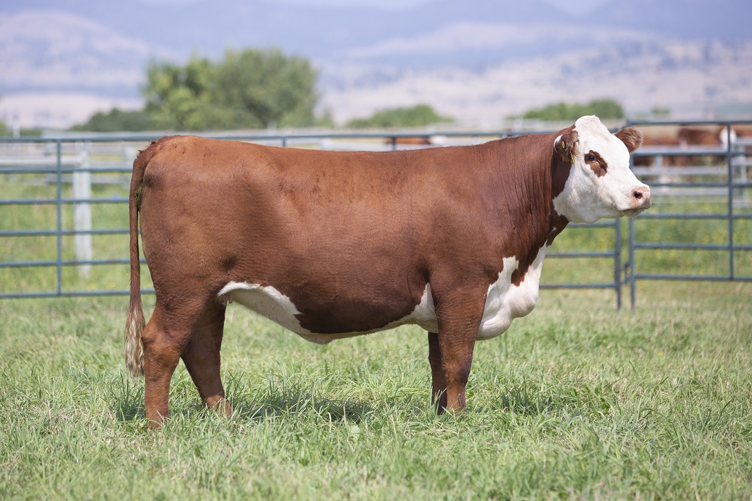 Hereford Cattle For Sale Hereford Cattle Sale Ehlke Herefords