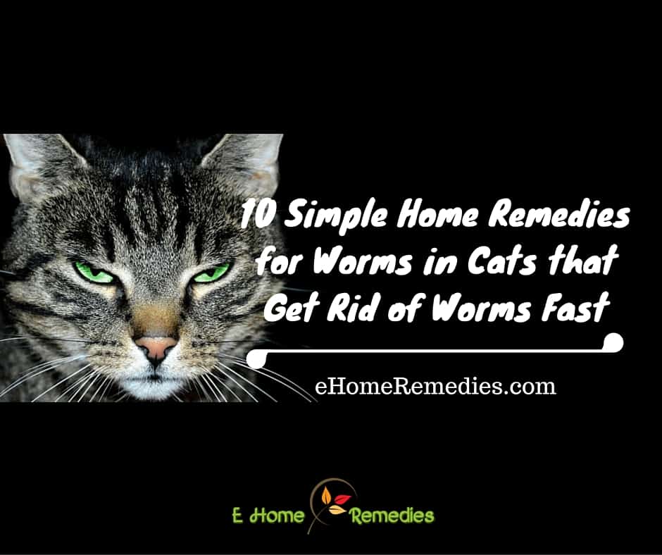 10 Simple Home Remedies for Worms in Cats