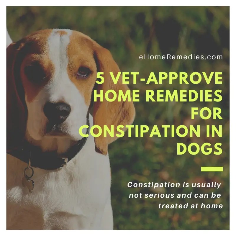 5 Home Remedies for Constipation in Dogs