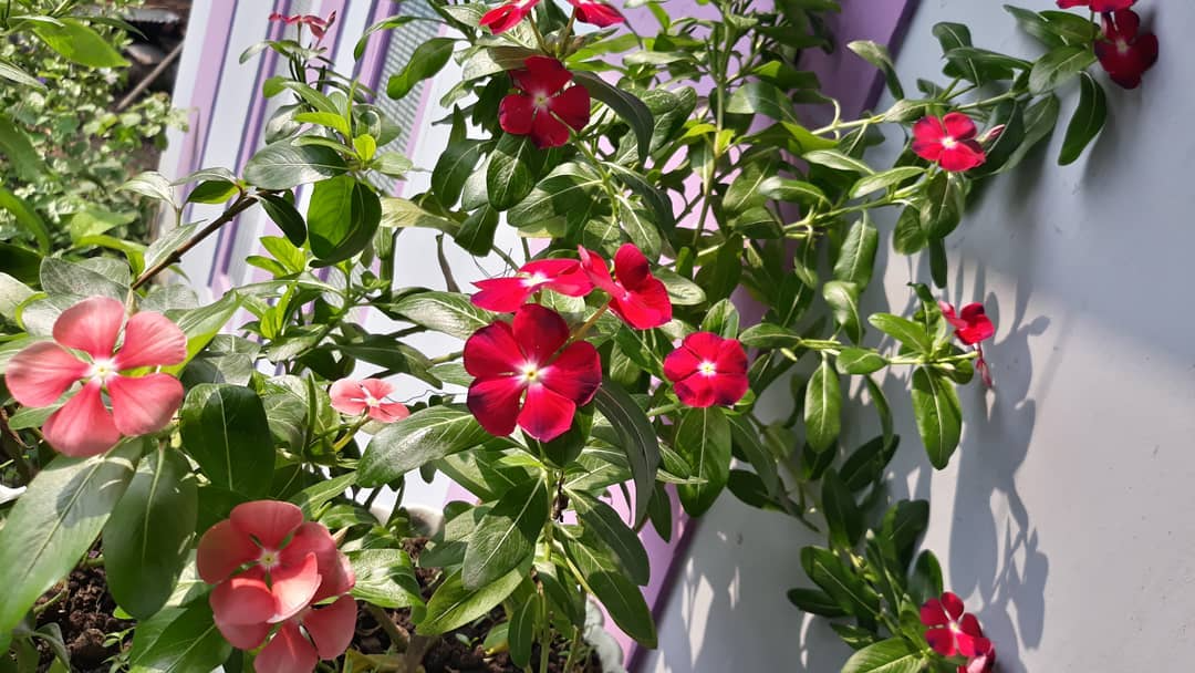 5 Types Of Vinca Pictorial Guide