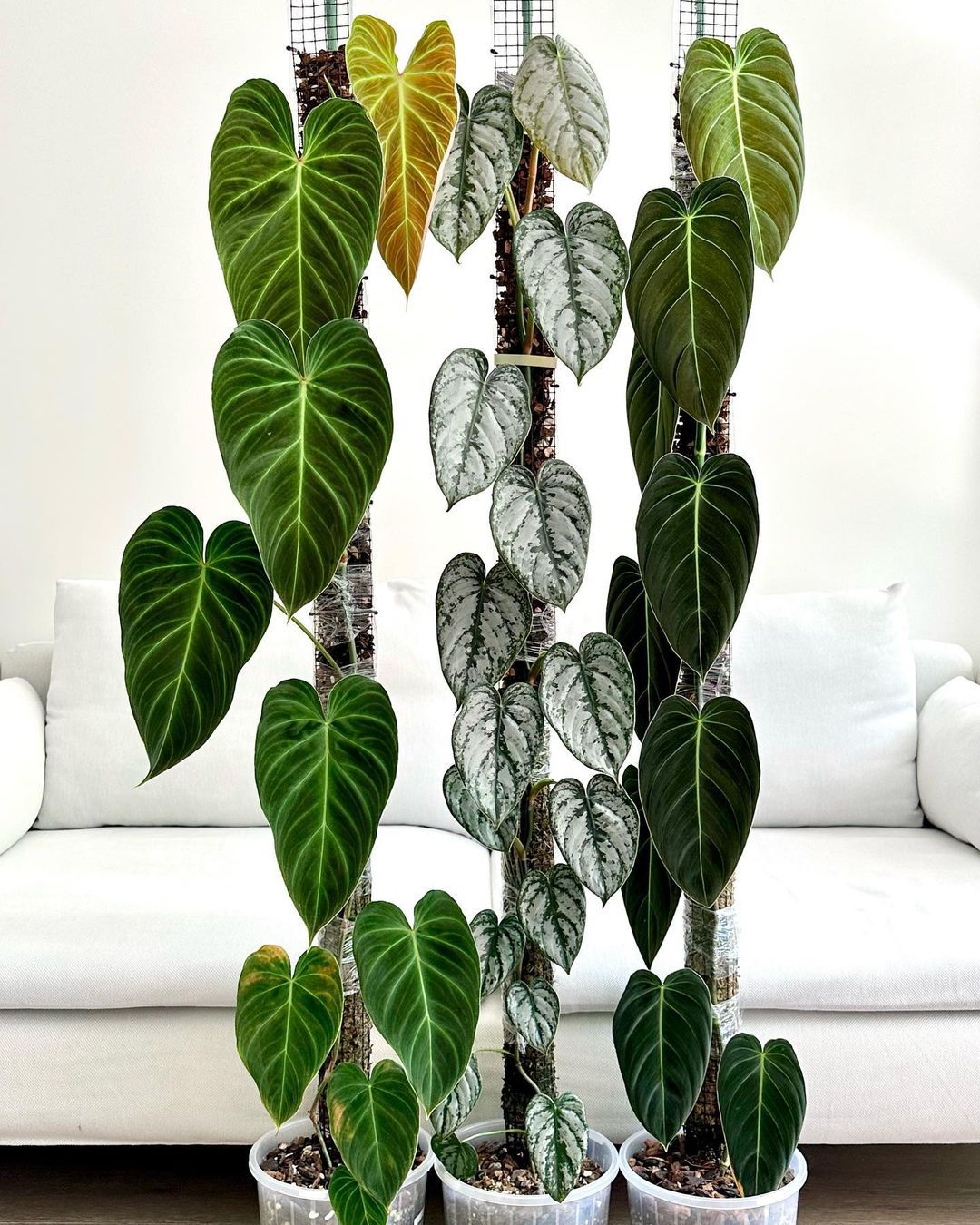 Breathe Easier With These Top 10 Air Purifying Houseplants!