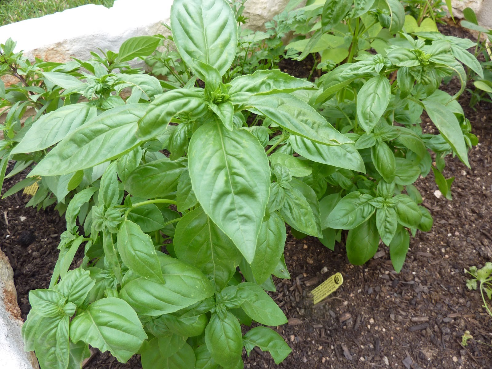 How much do you know about Basil?