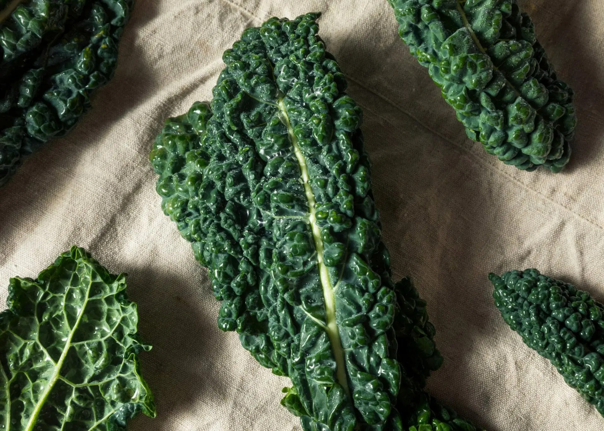 Identify Different Types of Kale Memory Morsels