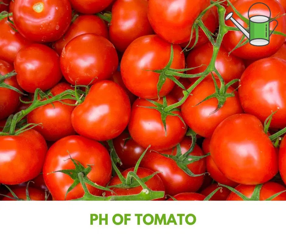 Is Tomato Alkaline or Acidic