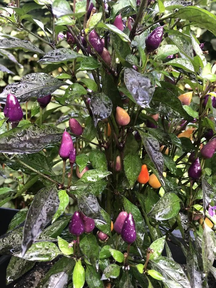 Ornamental Pepper Varieties Everything you need to know