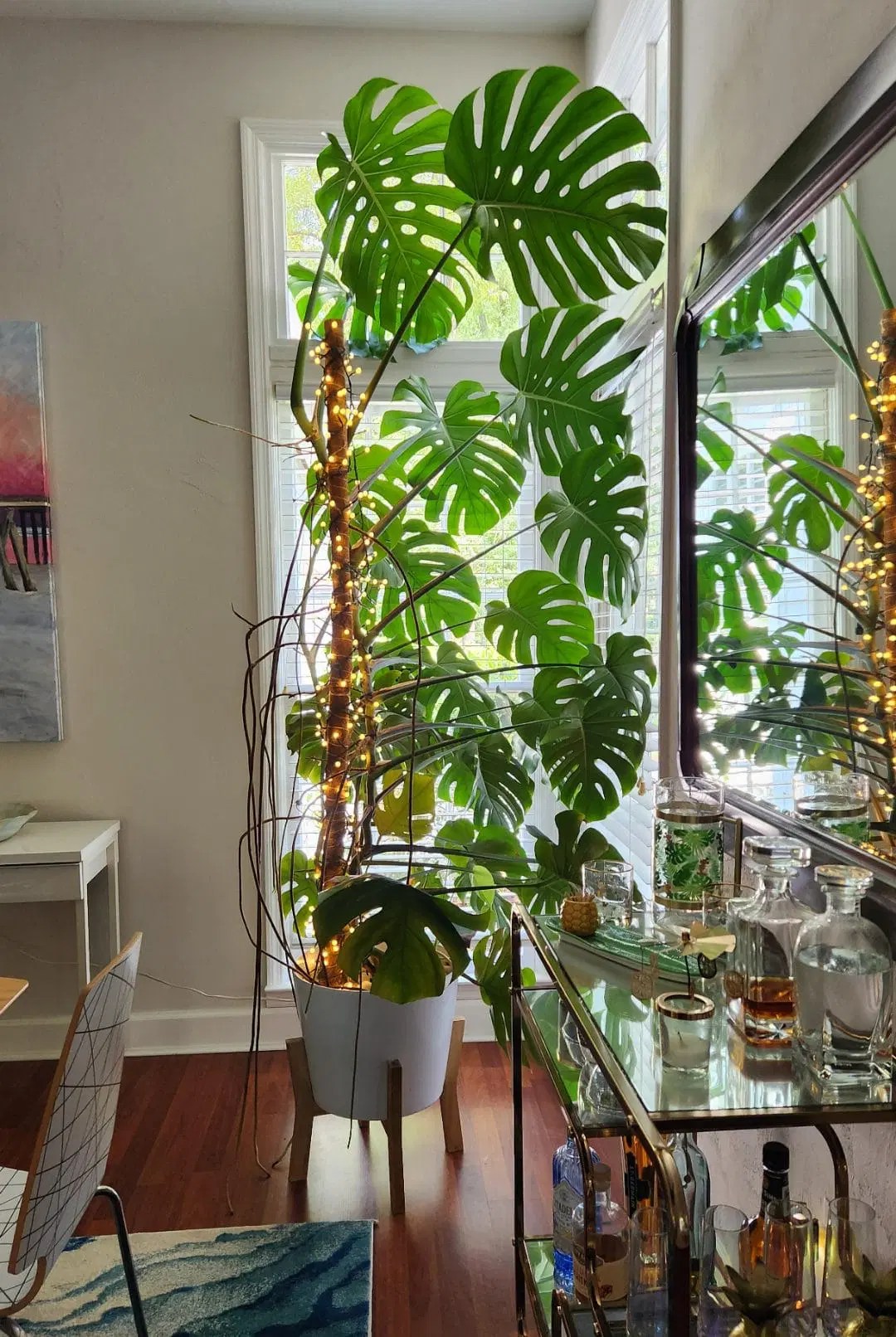 Monstera Aerial Roots What They Are and How to Handle Them