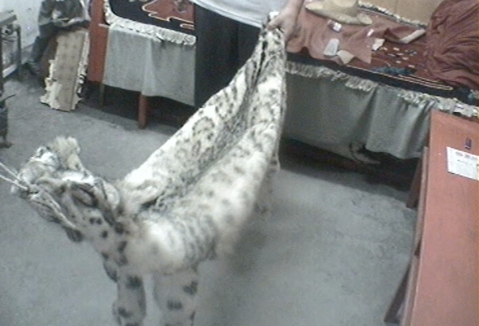 Snow leopards still threatened by consumer demand for their skins and body parts EIA