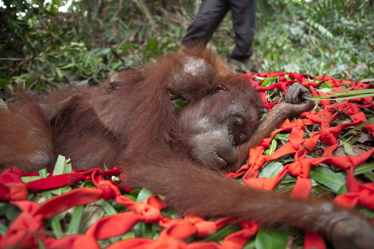 Palm Oil Orangutans