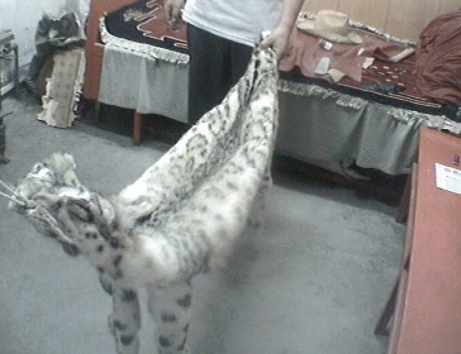 Snow leopards ‘Ghost of the mountain’ under pressure from the spectre