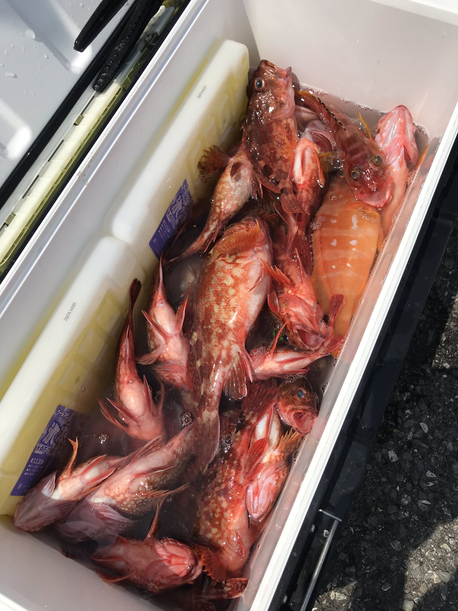 6月7日（日）の釣果 三崎港えいあん丸