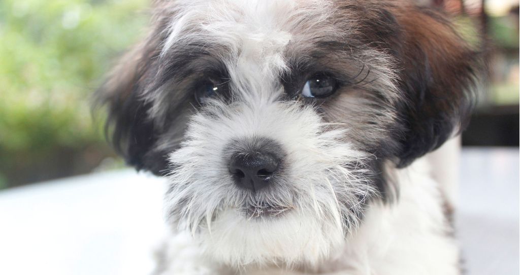 Hundesalon Katzensalon Eifel Uschi Schill