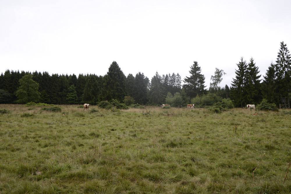 Kreise, BitburgPrüm Auf dem MoorePfad Schneifel zum Schwarzen Mann EIFELON