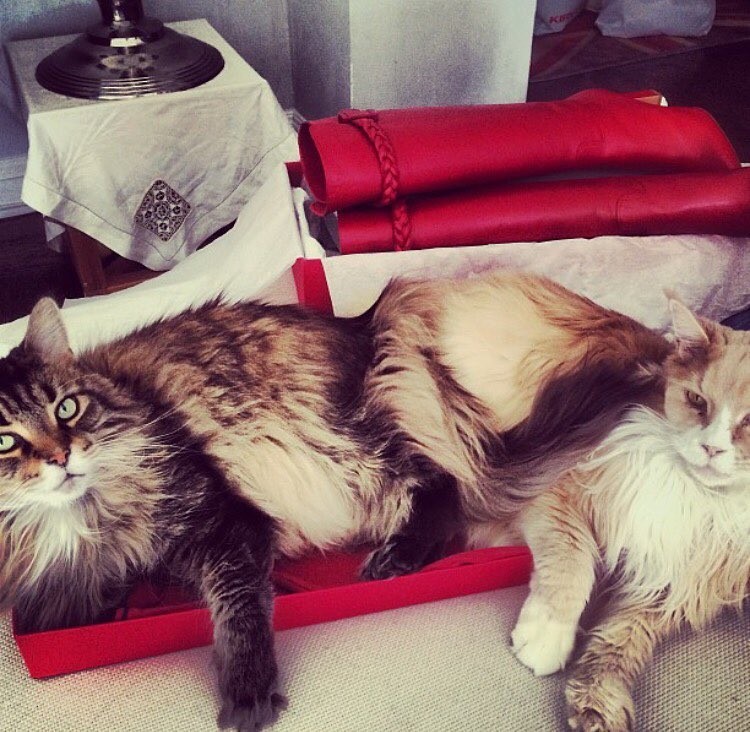 Two of my fur babies, Hip and Hop