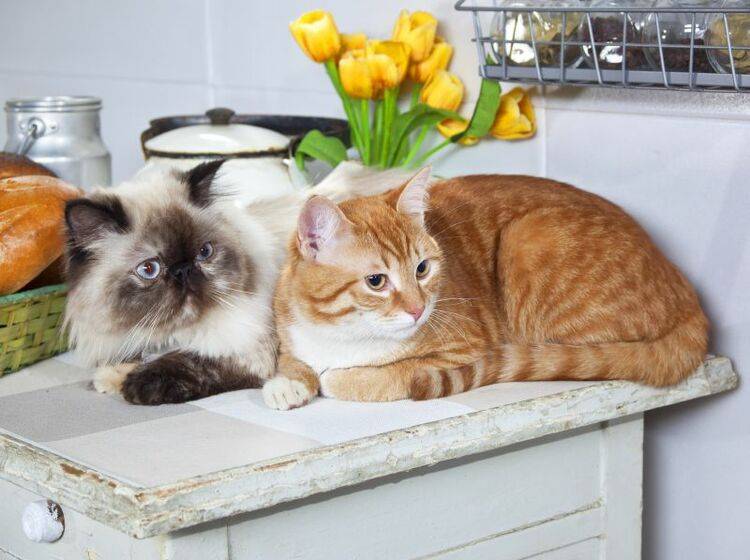 Katzen das Springen auf den Tisch abgewöhnen