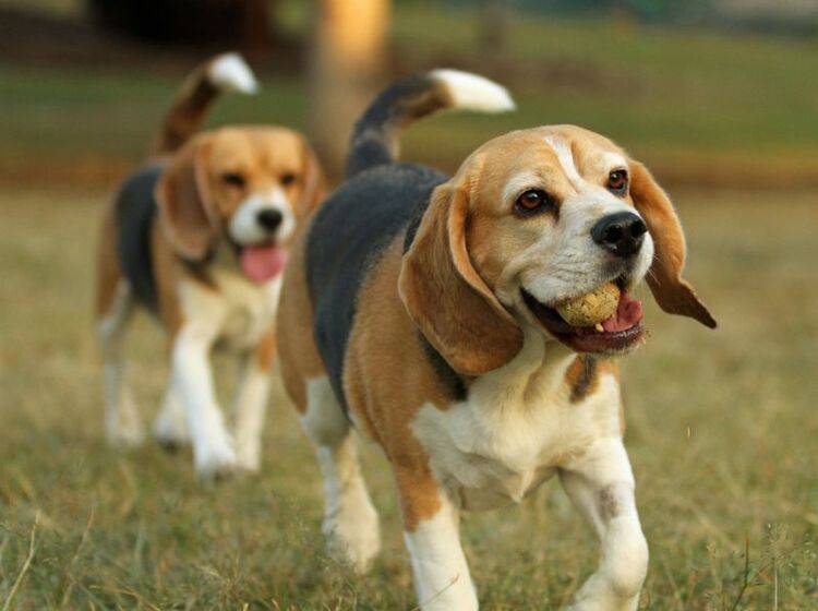 Süßer kleiner Beagle Pflege und Haltung