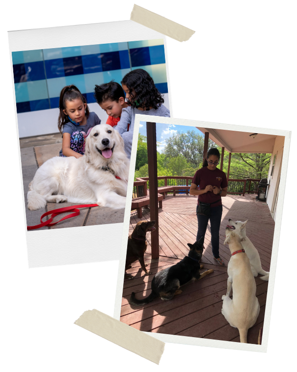 About Einstein K9 Dog Training in Texas