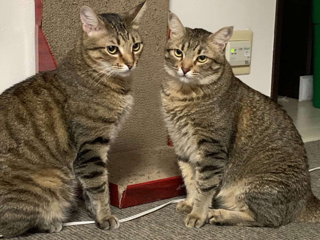 えーやん家の猫達 そんなところに！？