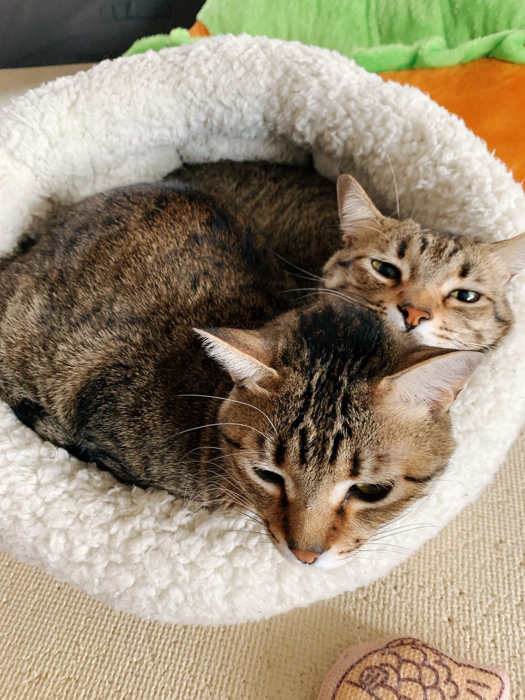 えーやん家の猫達 何ごと！？