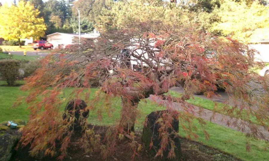 How to Prune a Japanese Maple Tree Japanese Maple Tree Pruning
