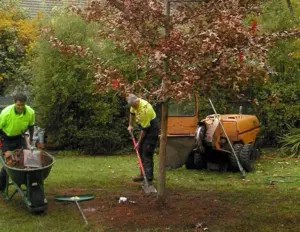 Tree and landscape services near me Information