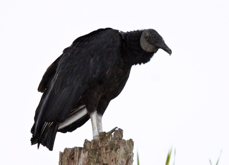 10 Ejemplos de Animales que empiecen con U