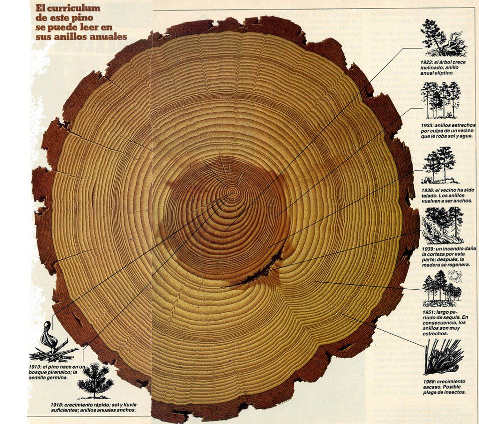 Cómo se puede saber la edad de un árbol Ejemplos De