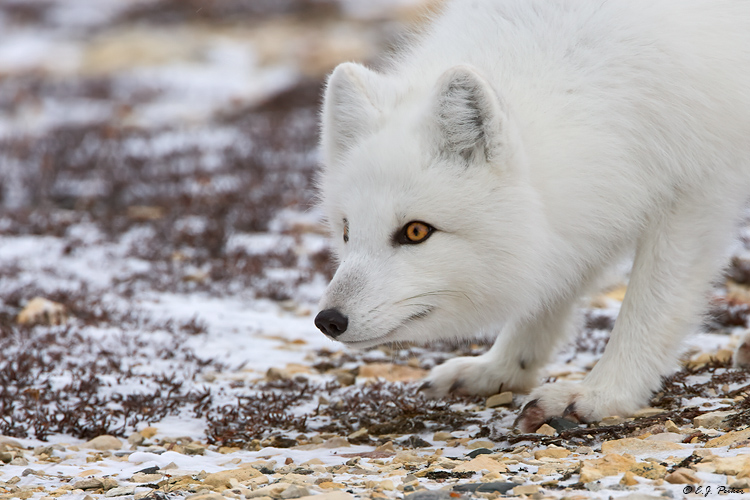 Arctic Fox Page