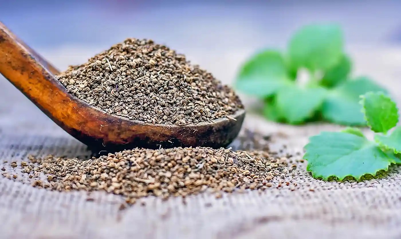 Ajwain/Carom Seeds benefits and uses you should defenitly know Ekainnara