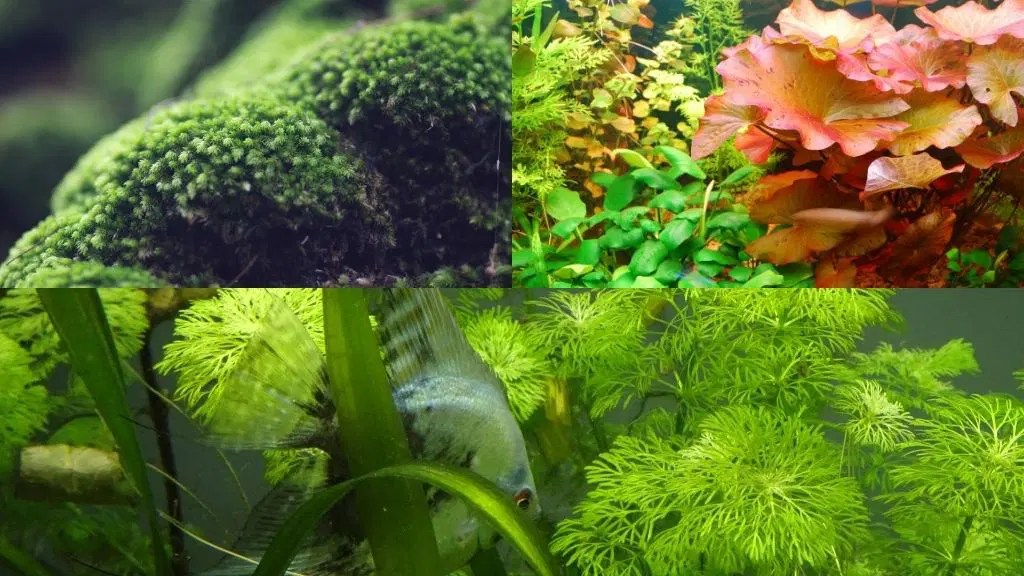 What Are Betta Bulbs? Everything You Need To Know! Acuario Pets