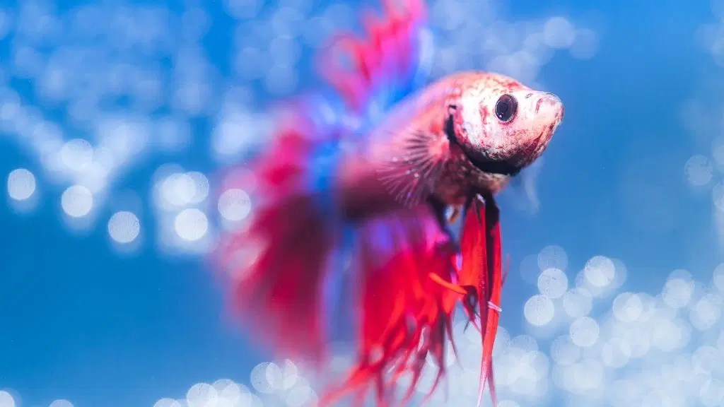 Do Betta Fish Need Light? Acuario Pets
