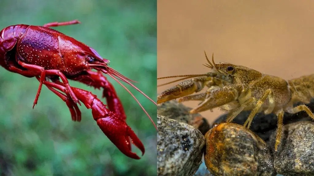 How To Take Care Of Pet Crayfish? [Beginner’s Guide] Acuario Pets