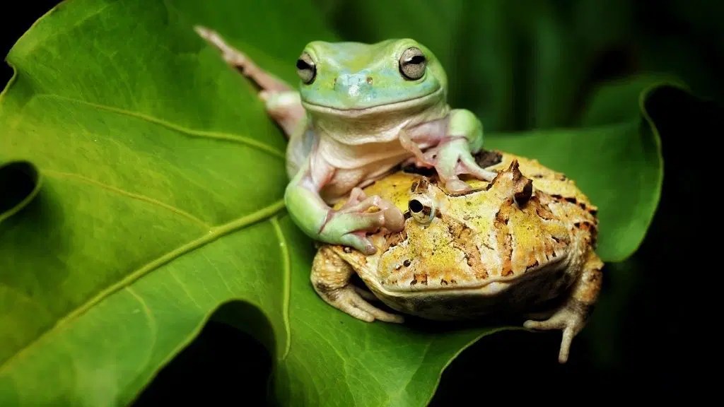 Can Multiple Pacman Frogs Live Together? Acuario Pets