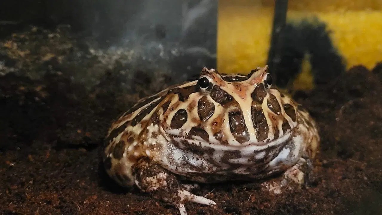 Why Did My Pacman Frog Die? [Probable Reasons & Solutions] Acuario Pets