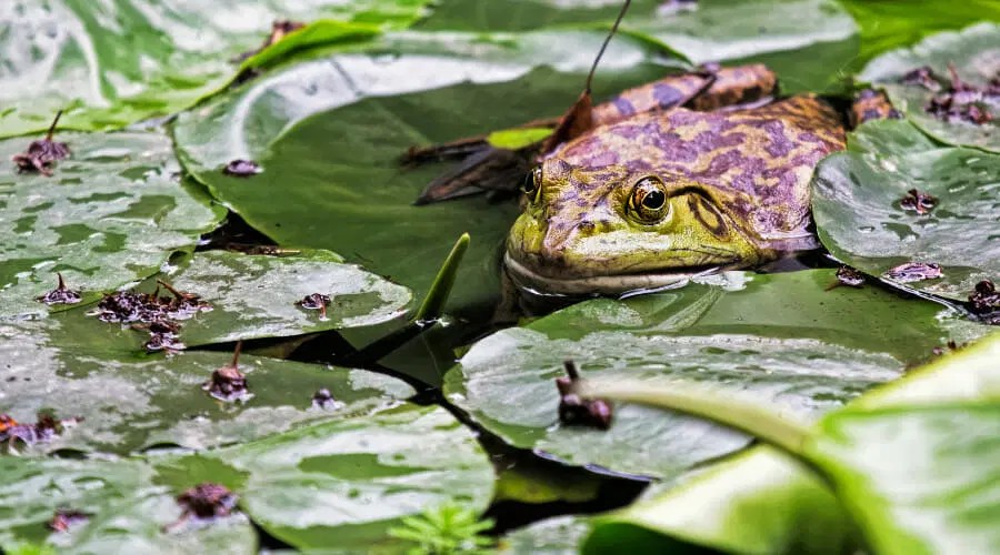 Why Do Frogs Bite Each Other? [10 Reasons] Acuario Pets