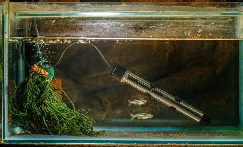 Heater Stick Too Hot For Betta Fish What To Do? Acuario Pets