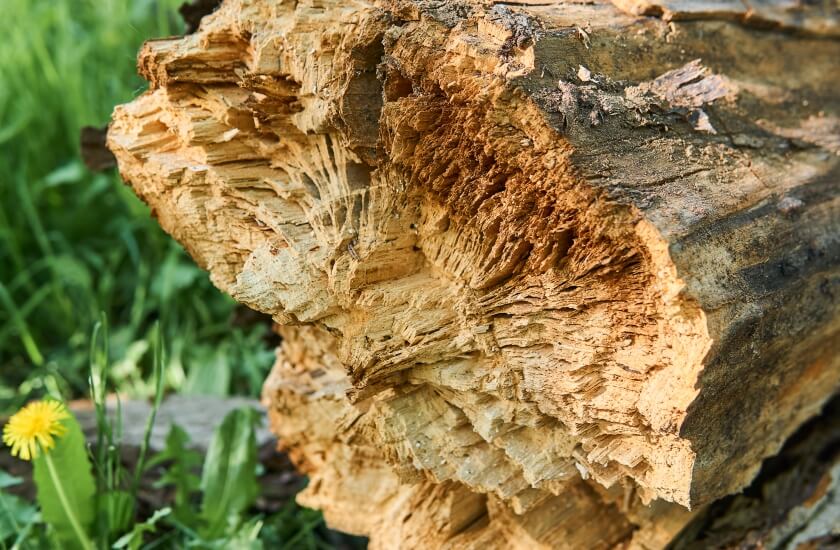 Celuloza zastosowanie. Czy to paliwo przyszłości? EkoHub