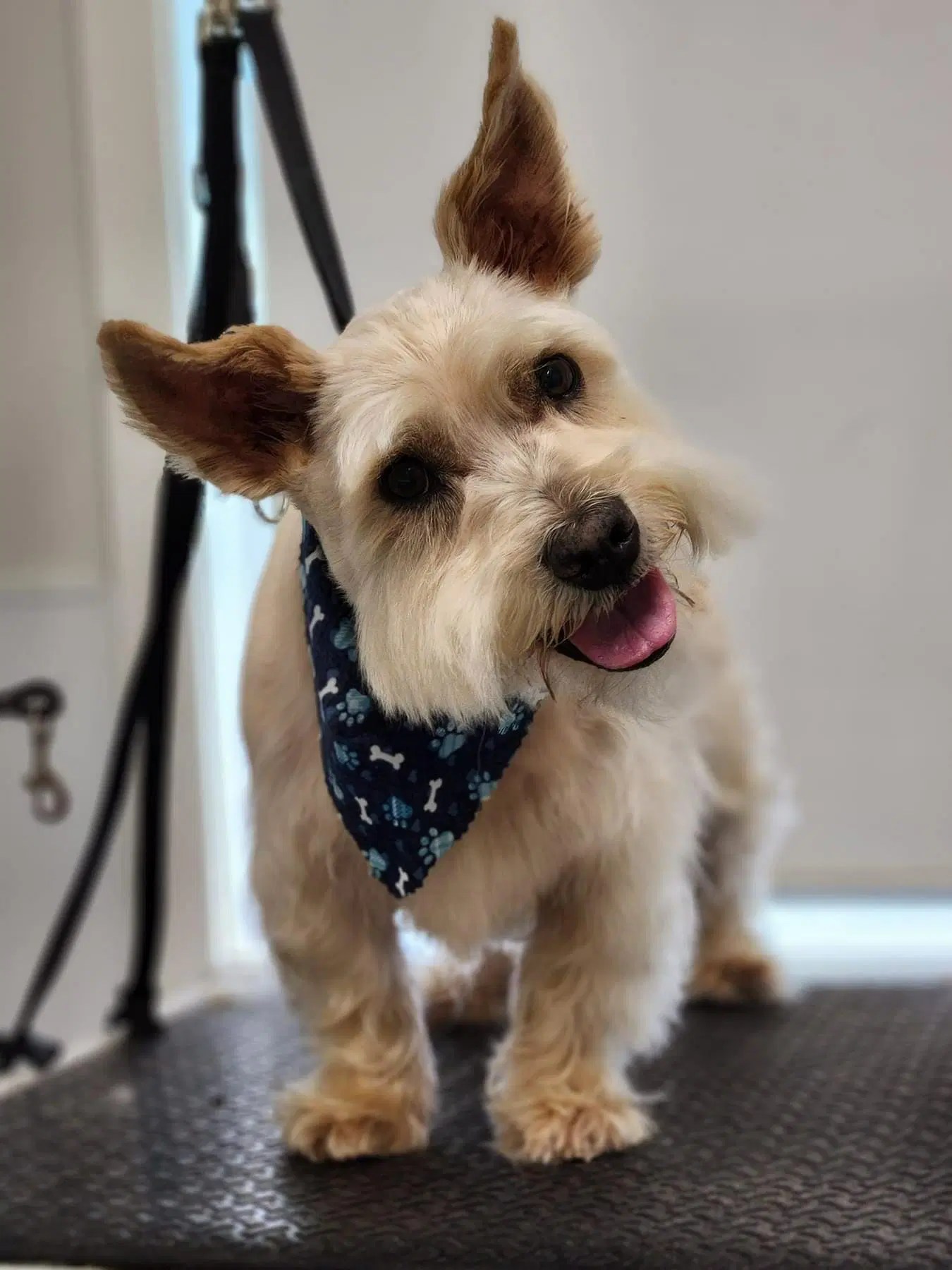 Gallery Cape Cod Dog Center Dog Boarding, Daycare & Grooming Cape Cod