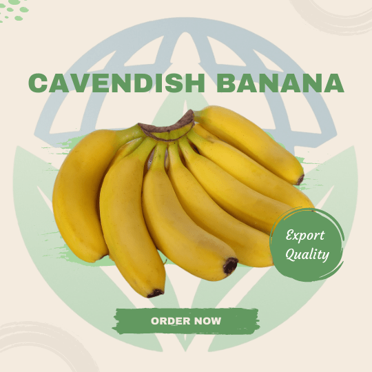 Pisang Cavendish Ekspor Pertanian Indonesia