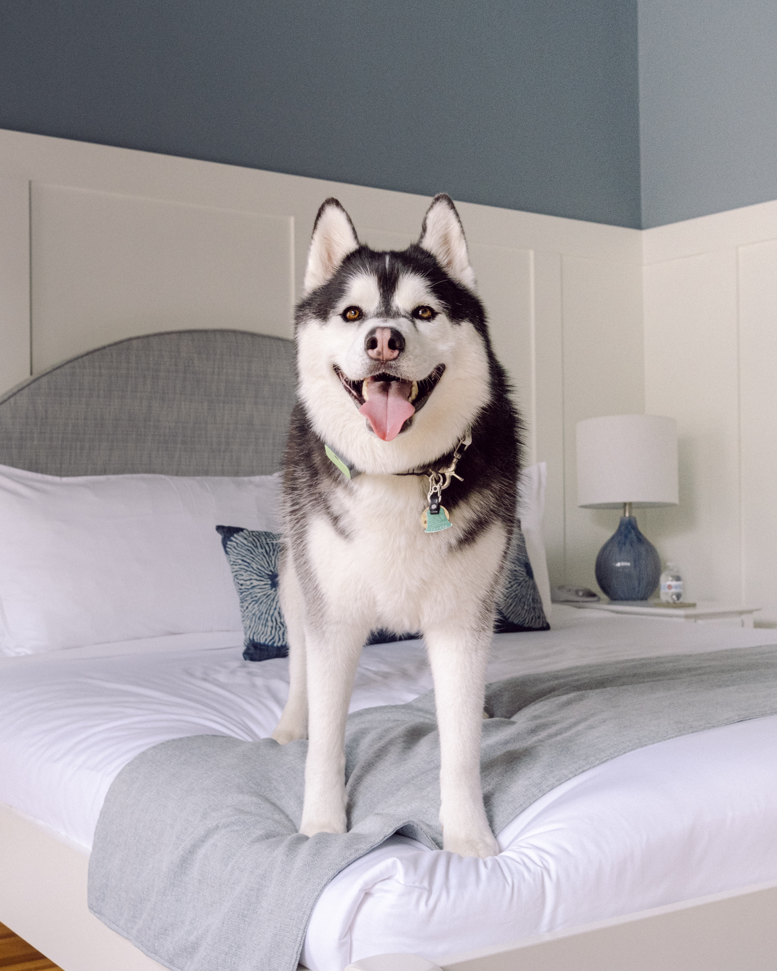 DogFriendly Newport, Rhode Island