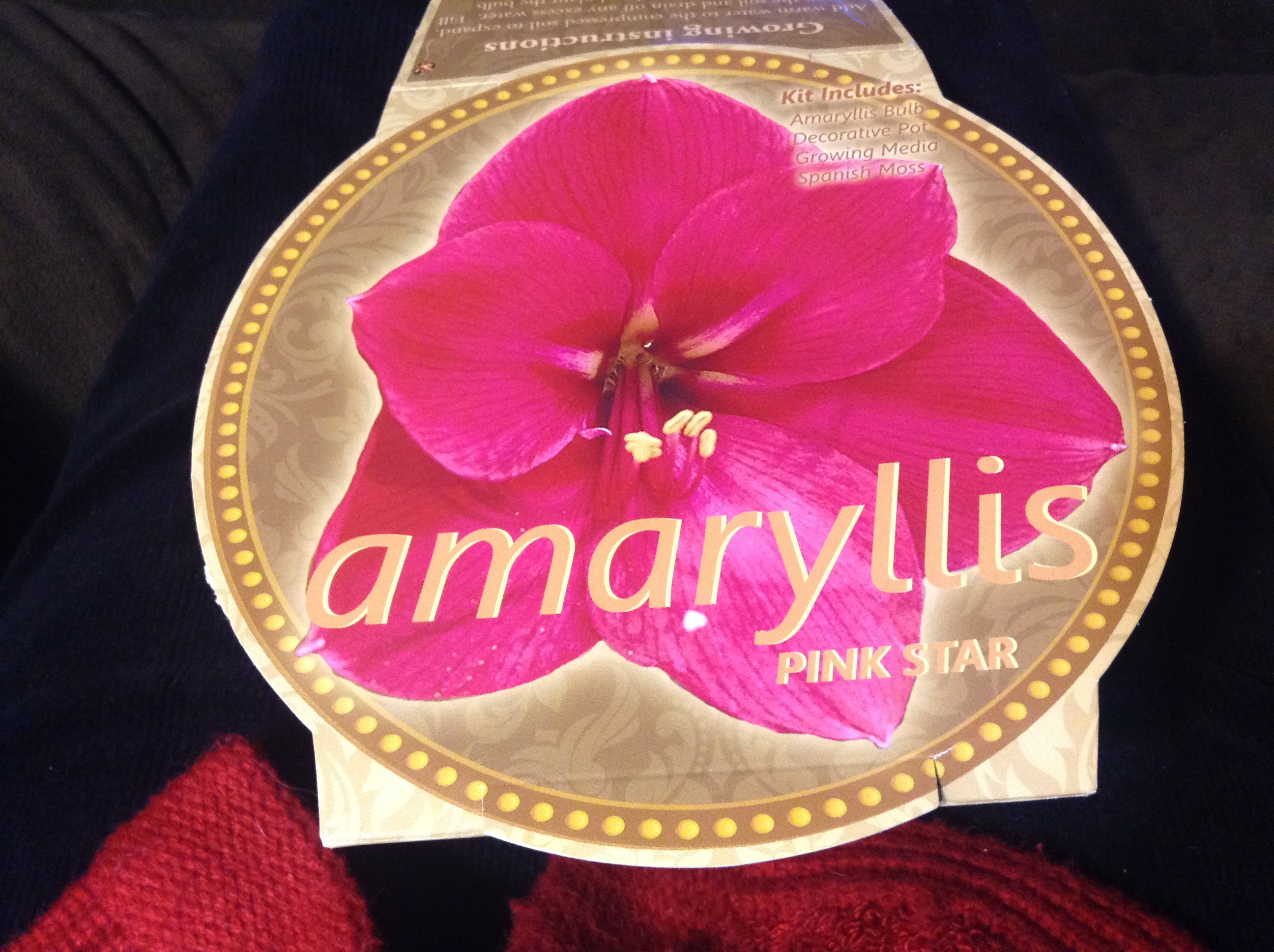 The Tradition of the Christmas Amaryllis Sunshine Lane