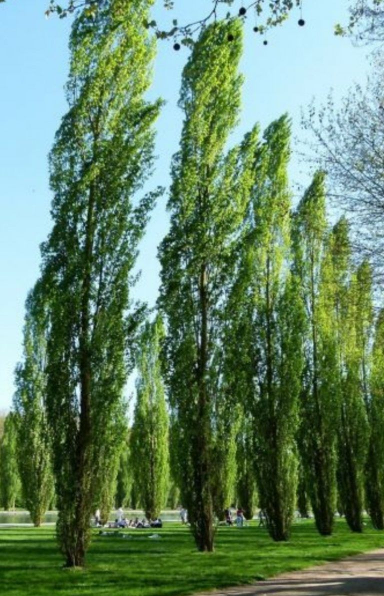 Álamo. Ver árbol su hoja y fruto