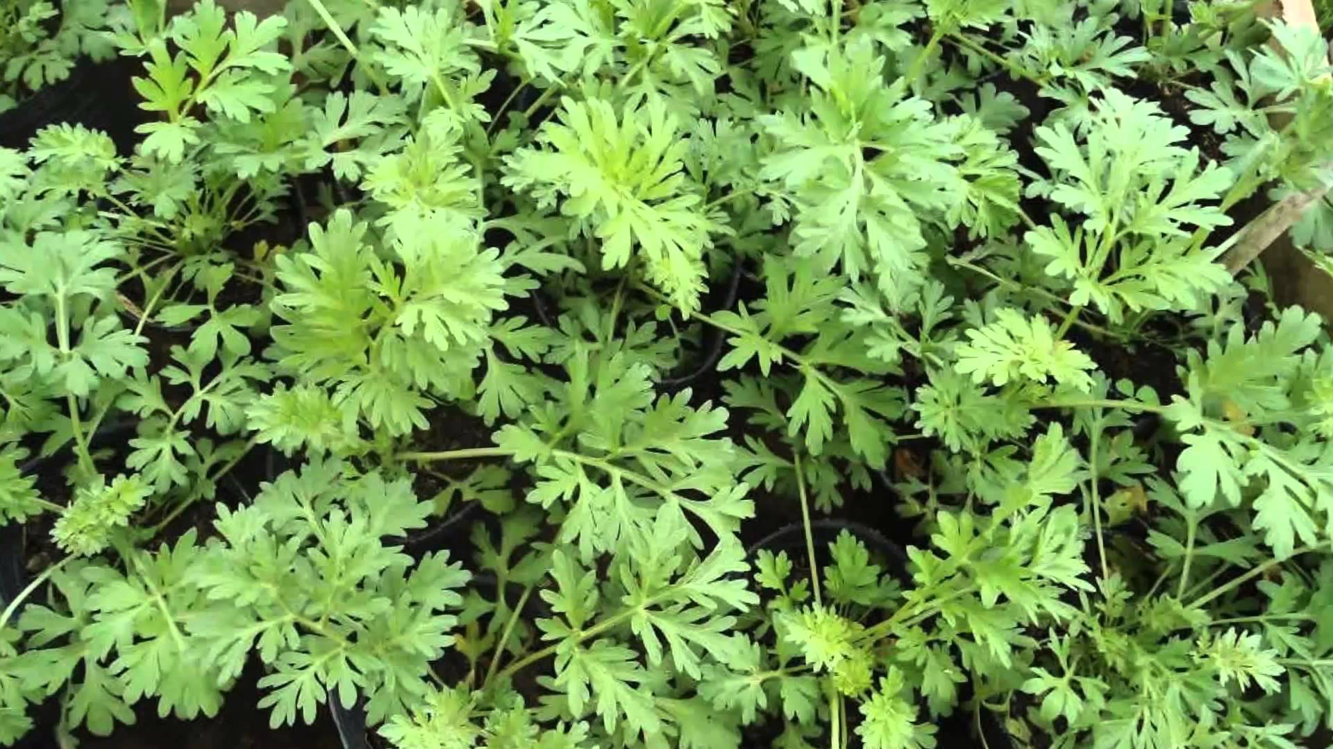 Ajenjo. Cuidados de la planta y su cultivo